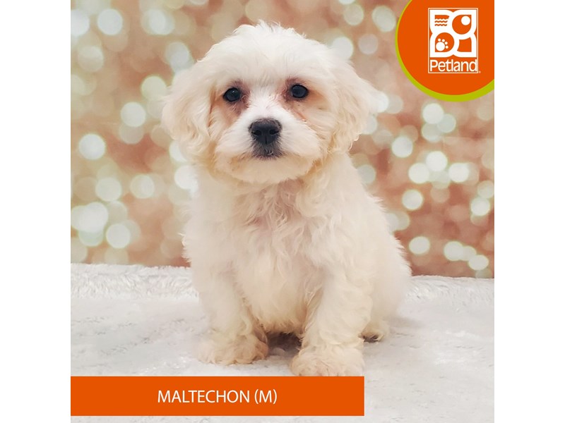 Maltechon-DOG-Male-Cream / White-4019876-Petland Strongsville
