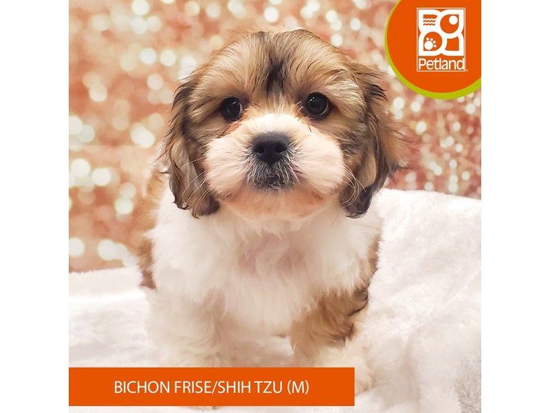 Bichon Frise/Shih Tzu-DOG-Male-White / Brown-4029529-Petland Strongsville