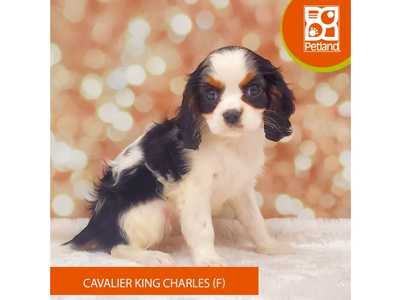 Cavalier King Charles Spaniel-Female-Tri-Colored-4039985-Petland Strongsville