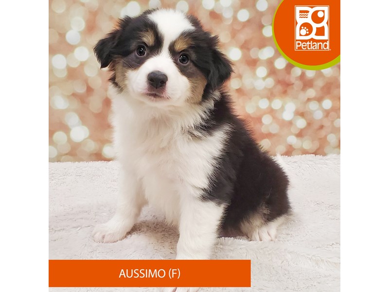 Aussimo-DOG-Female-Black / White-4049841-Petland Strongsville