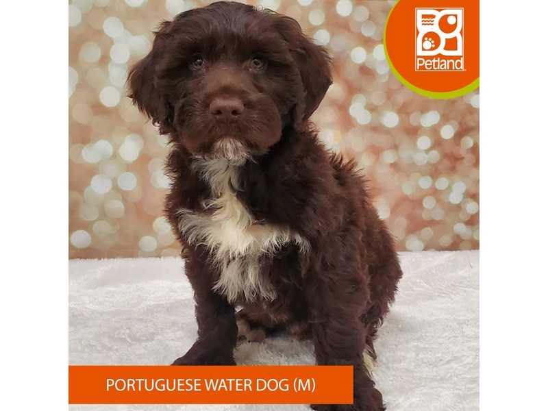 Portuguese Water Dog-Male-Chocolate / White-4049831-Petland Strongsville