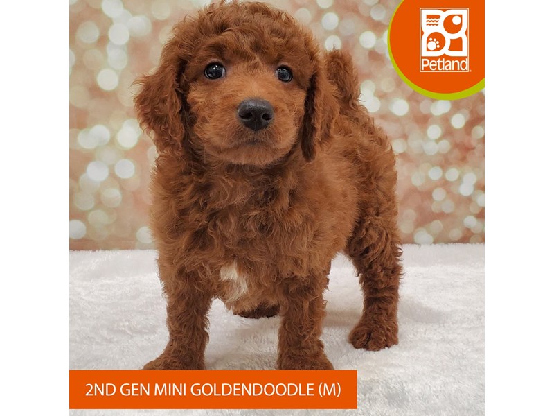 Goldendoodle Mini 2nd Gen-DOG-Male-Red-4049838-Petland Strongsville