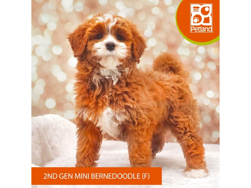 Bernedoodle Mini 2nd Gen-DOG-Female-Red-4047400-Petland Strongsville