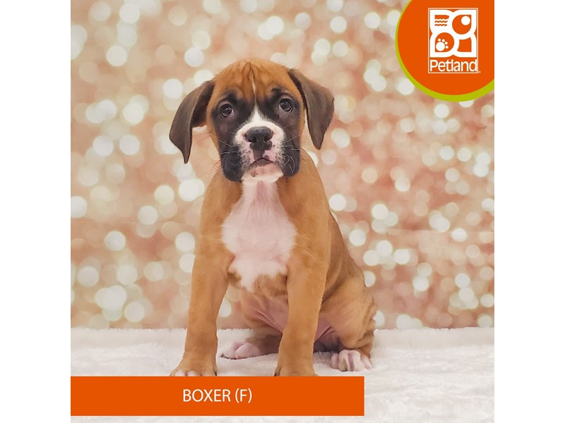 Boxer-DOG-Female-Fawn / White-4060310-Petland Strongsville