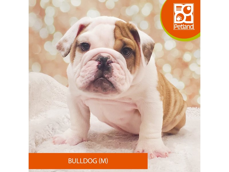 Bulldog-DOG-Male-Red Merle-4038591-Petland Strongsville
