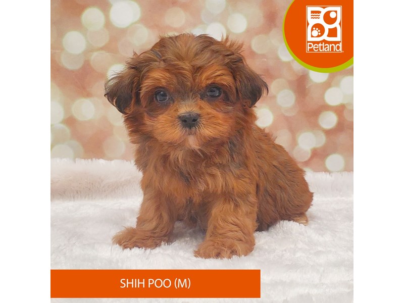 Shihpoo-Male-Brown / White-4060505-Petland Strongsville