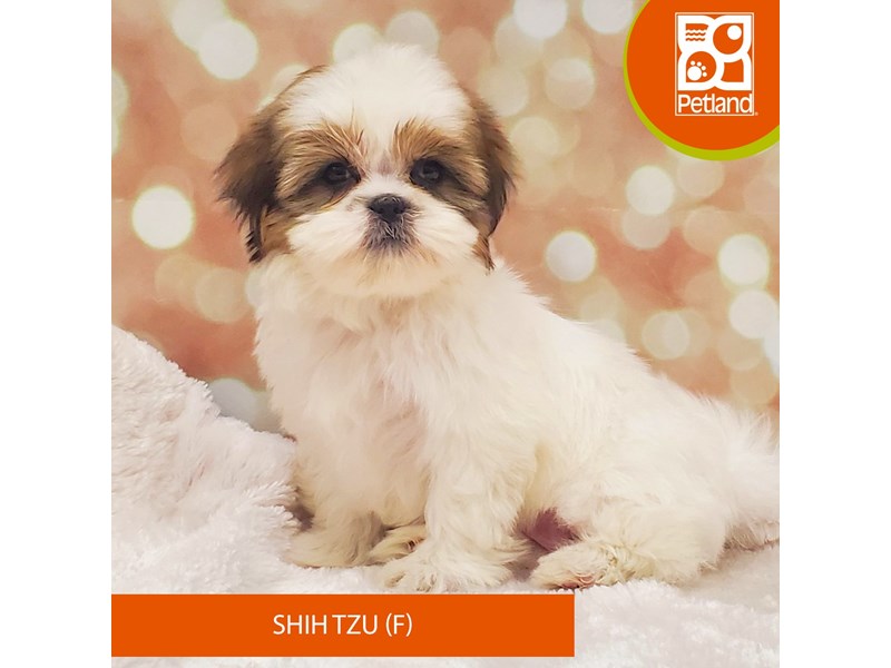 Shih Tzu-DOG-Female-Brown / White-4060313-Petland Strongsville