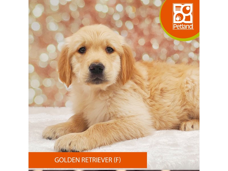 Golden Retriever-DOG-Female-Golden-4060309-Petland Strongsville
