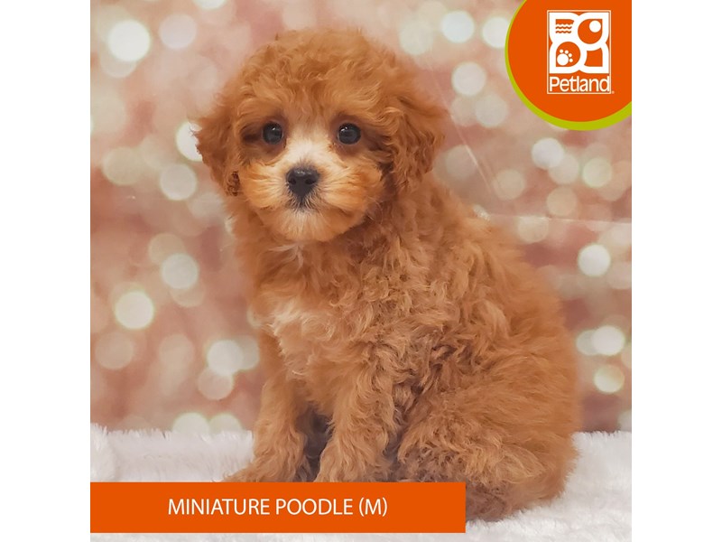 Miniature Poodle-DOG-Male-Red-4060314-Petland Strongsville