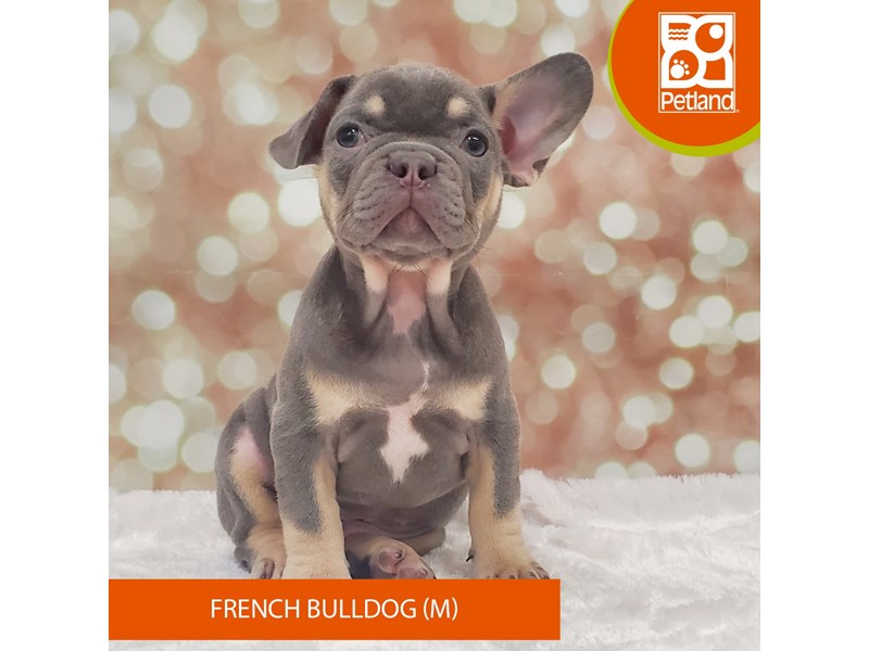 French Bulldog-Male-Blue Fawn & Tan-4060316-Petland Strongsville