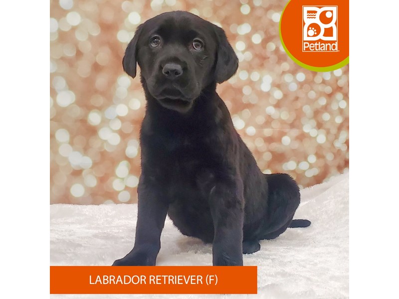 Labrador Retriever-Female-Black-4070724-Petland Strongsville