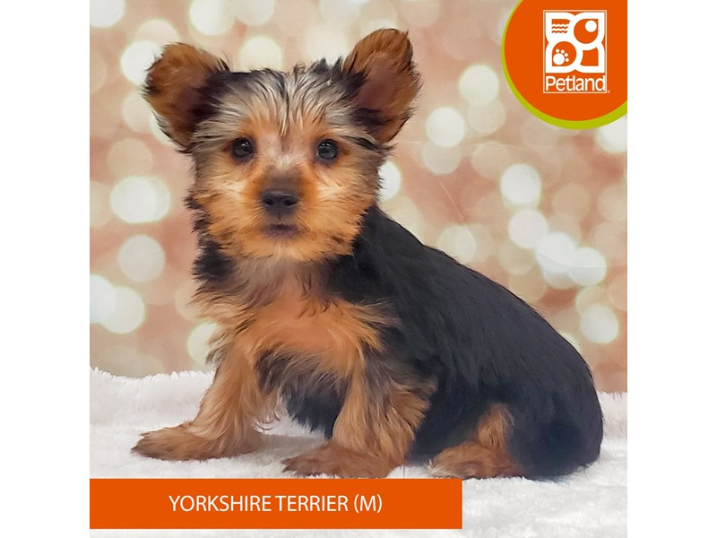 Yorkshire Terrier-Male-Black / Tan-4070739-Petland Strongsville