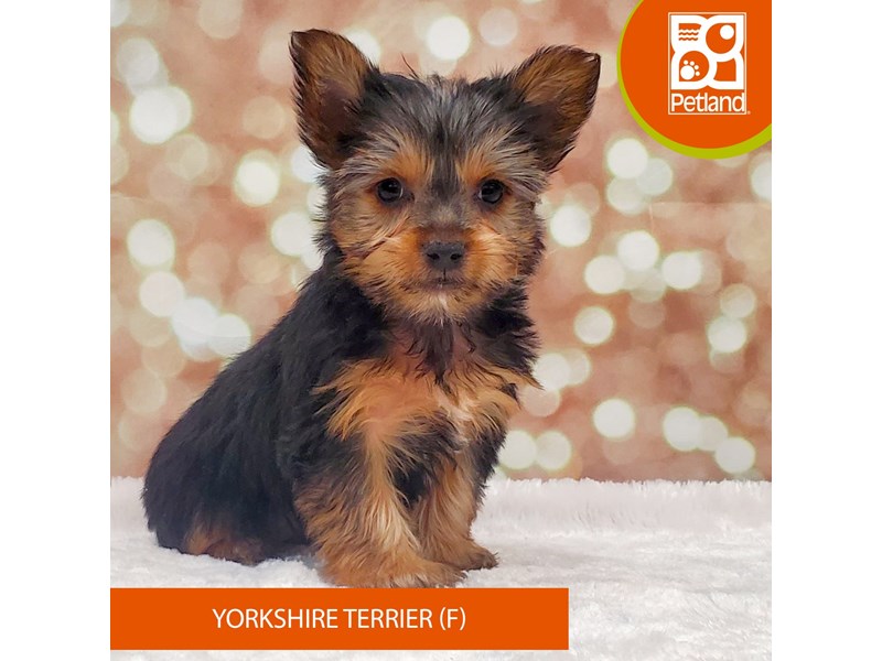Yorkshire Terrier-DOG-Female-Black / Tan-4070737-Petland Strongsville
