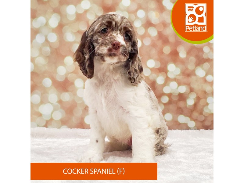 Cocker Spaniel-Female-Chocolate Merle-4070740-Petland Strongsville