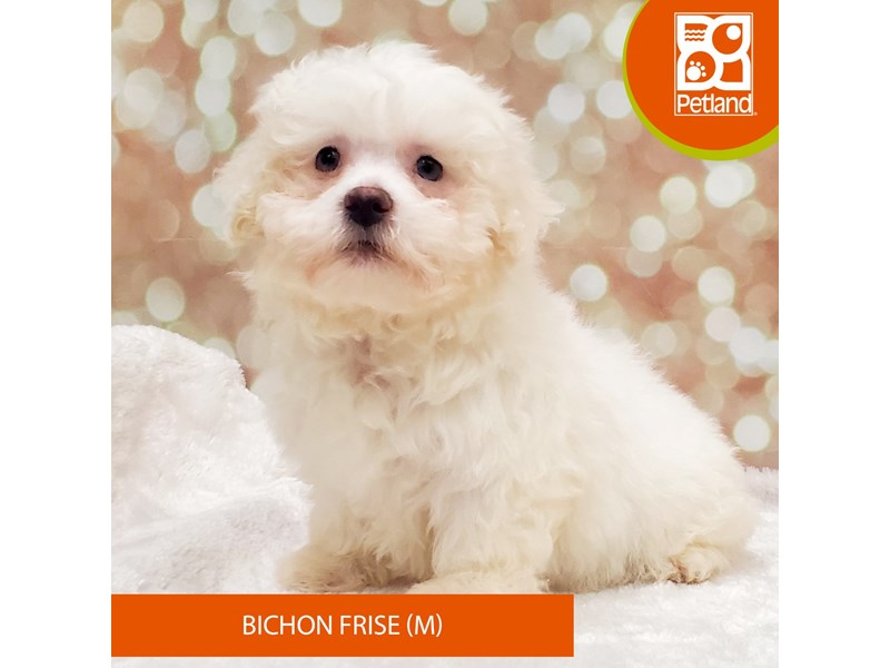 Bichon Frise-DOG-Male-White-4070754-Petland Strongsville