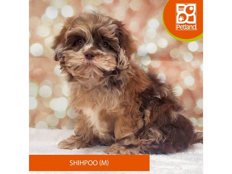 Shihpoo-DOG-Male-Chocolate Merle-4070734-Petland Strongsville
