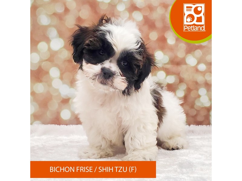 Bichon Frise / Shih Tzu-DOG-Female-Black / White-4070741-Petland Strongsville