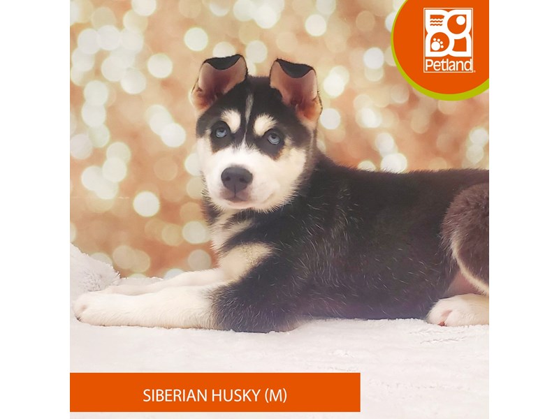 Siberian Husky-Male-Black / White-4077114-Petland Strongsville