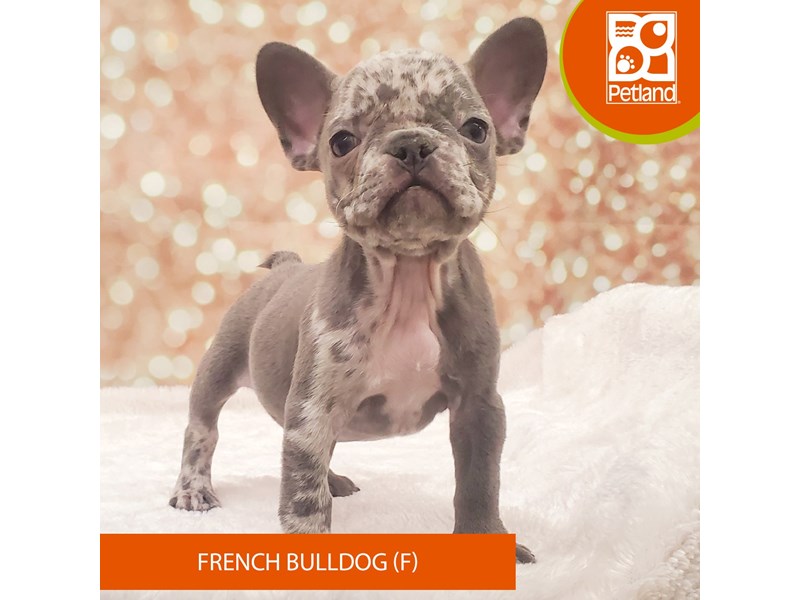 French Bulldog-DOG-Female-Blue Merle-4080634-Petland Strongsville