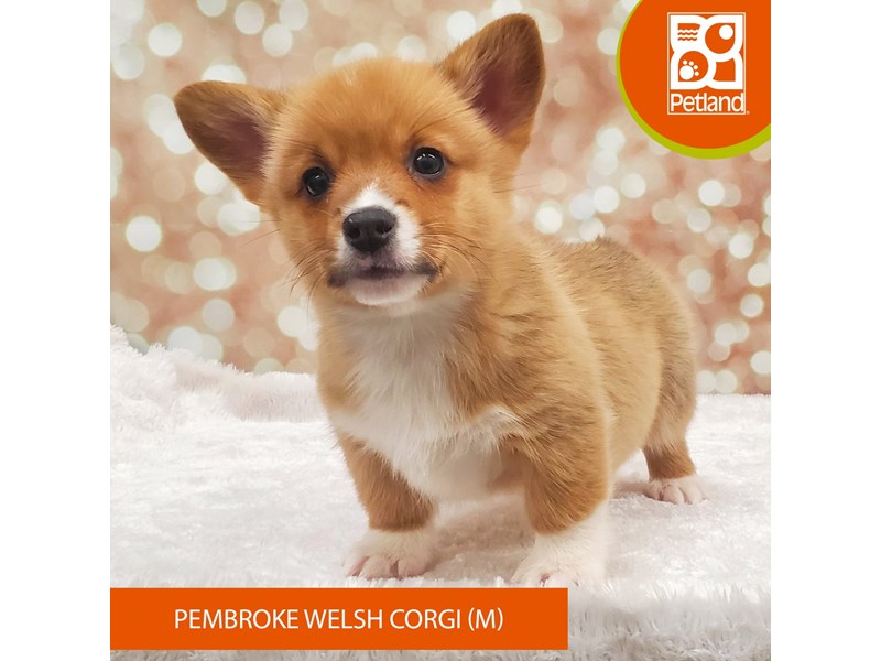 Pembroke Welsh Corgi-Male-Red / White-4080630-Petland Strongsville