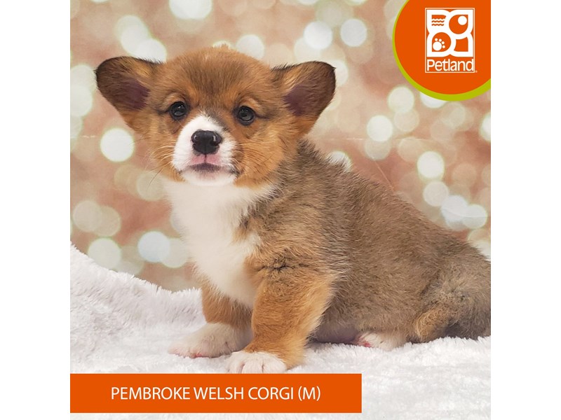 Pembroke Welsh Corgi-DOG-Male-Red / White-4080632-Petland Strongsville