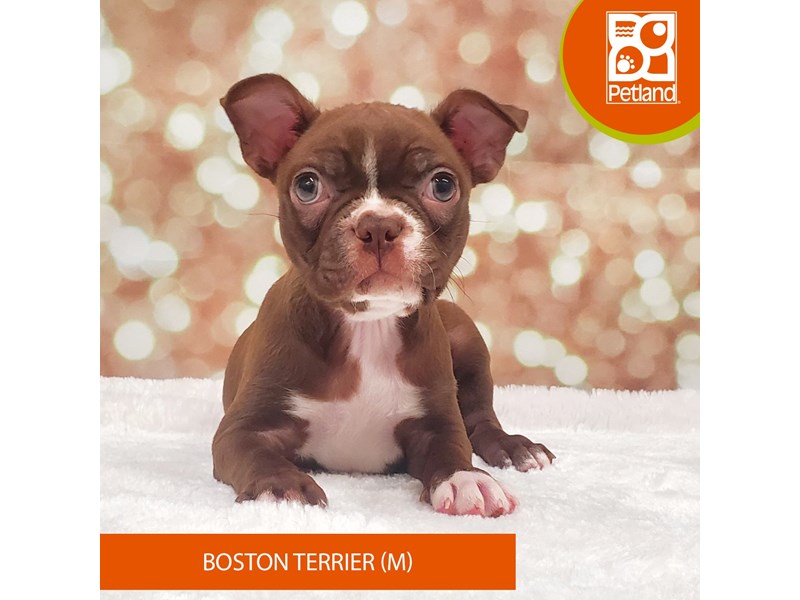 Boston Terrier-Male-Red / White-4081213-Petland Strongsville