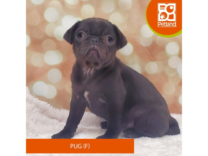 Pug-Female-Black-4081211-Petland Strongsville