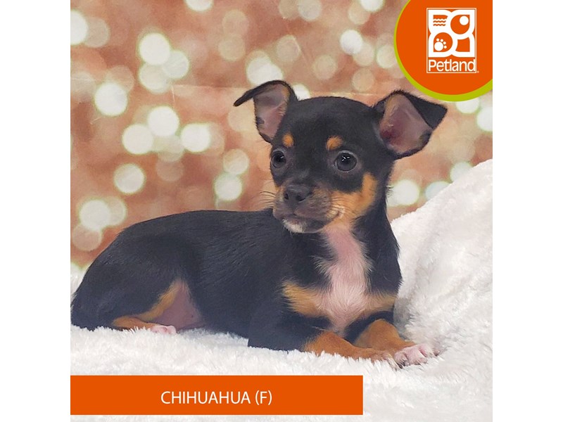 Chihuahua-Female-Black / Tan-4080648-Petland Strongsville