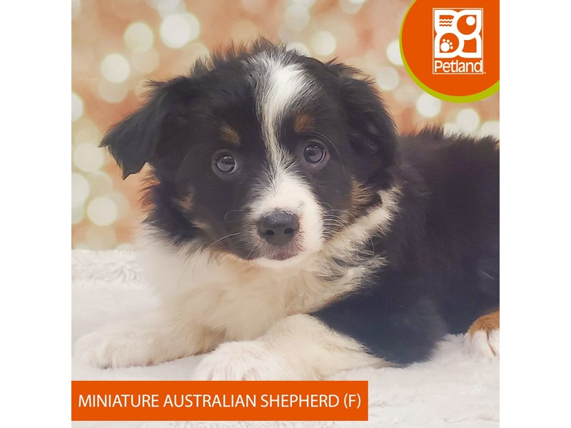 Miniature Australian Shepherd-DOG-Female-Tri-Colored-4099626-Petland Strongsville