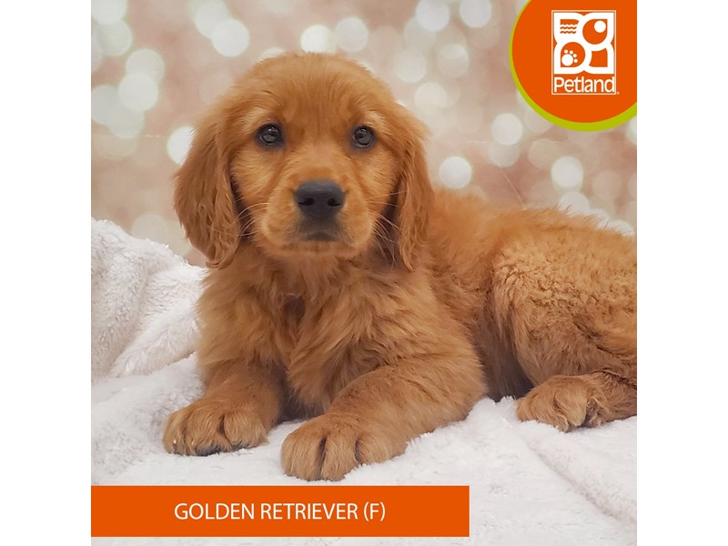 Golden Retriever-DOG-Female-Golden-4099622-Petland Strongsville