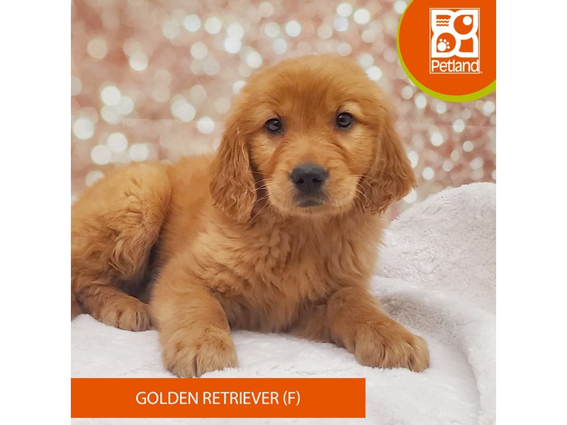 Golden Retriever-DOG-Female-Golden-4099620-Petland Strongsville