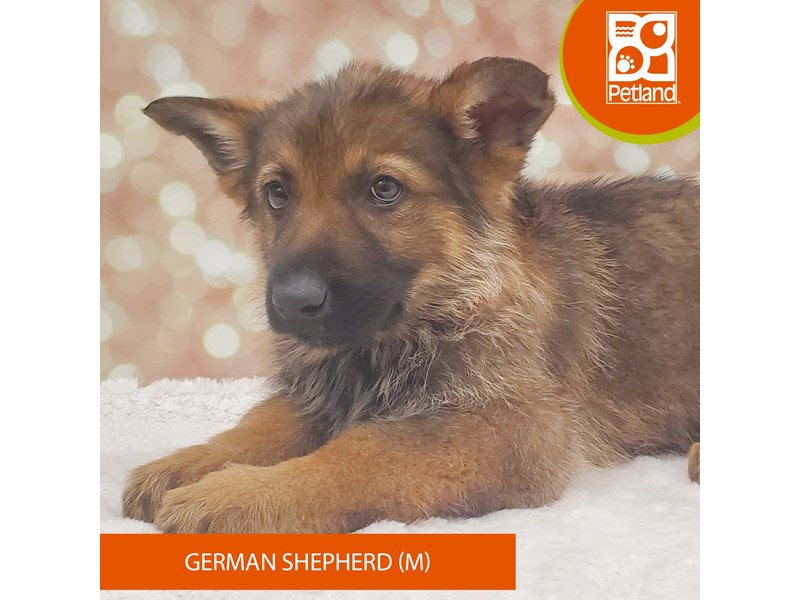 German Shepherd Dog-Male-Sable-4099624-Petland Strongsville