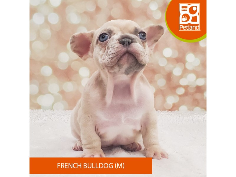 French Bulldog-Male-Fawn Merle-4110266-Petland Strongsville