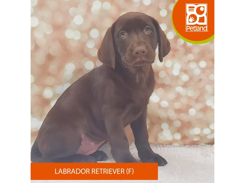 Labrador Retriever-DOG-Female-Chocolate-4109534-Petland Strongsville