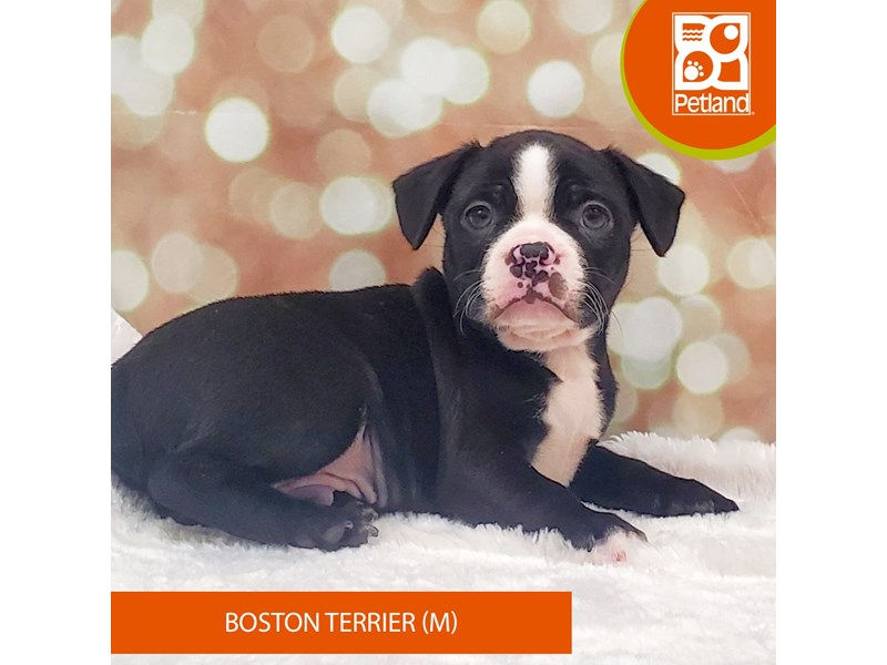 Boston Terrier-Male-Black / White-4071101-Petland Strongsville
