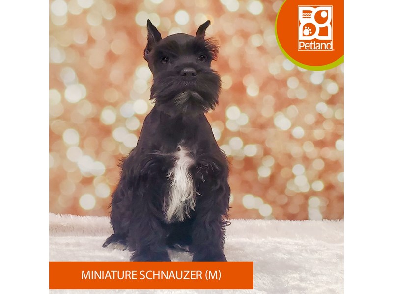 Miniature Schnauzer-DOG-Male-Black-4070729-Petland Strongsville