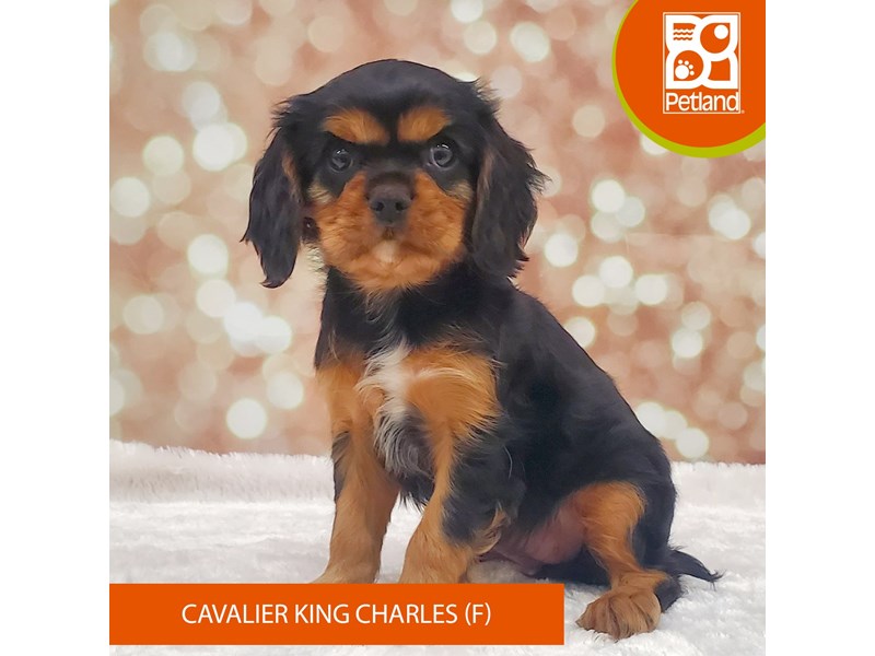 Cavalier King Charles Spaniel-Female-Black & Tan-4070750-Petland Strongsville
