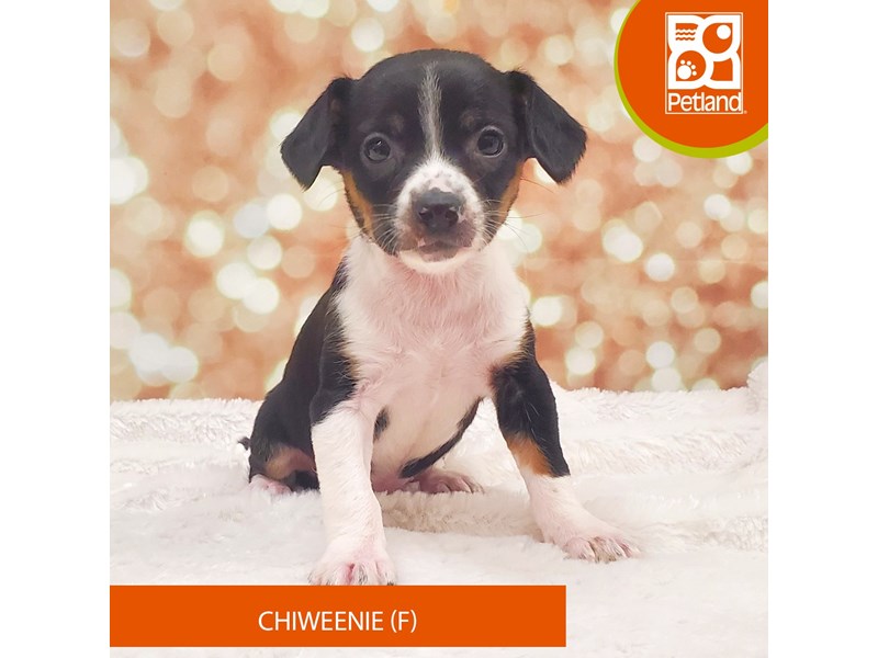 Chiweenie-DOG-Female-Black White / Tan-4077118-Petland Strongsville