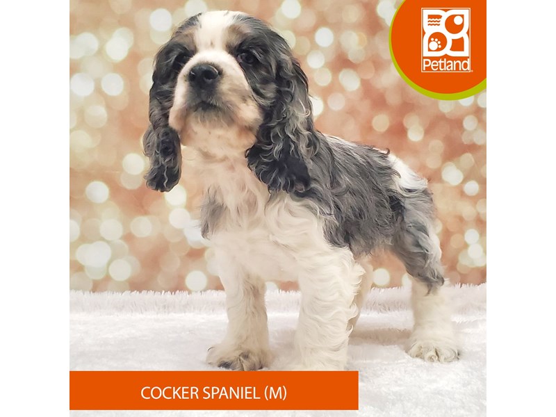 Cocker Spaniel-DOG-Male-Blue Merle / White-4090429-Petland Strongsville