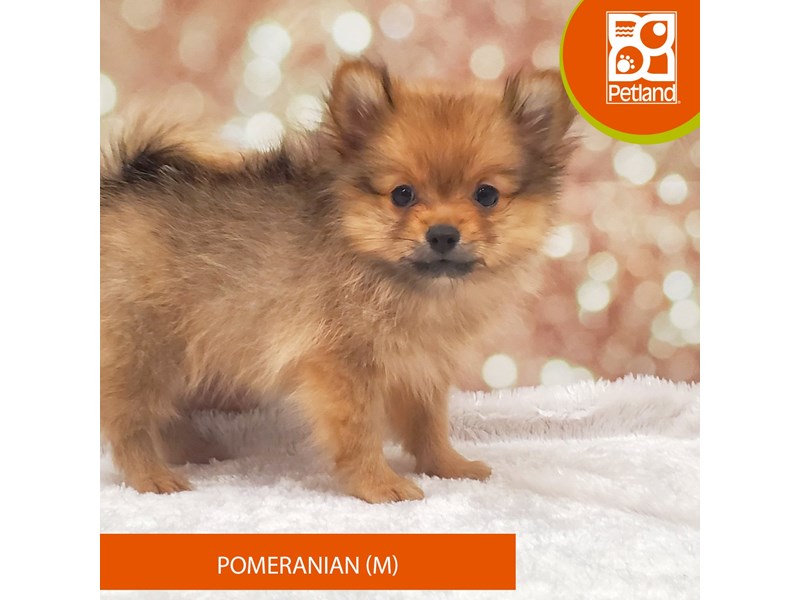 Pomeranian-Male-Red Sable-4080909-Petland Strongsville