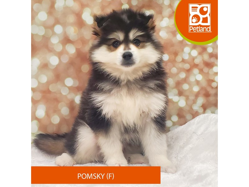 Pomsky-DOG-Female-Black / White-4090442-Petland Strongsville
