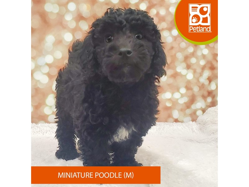 Miniature Poodle-DOG-Male-black-4082533-Petland Strongsville