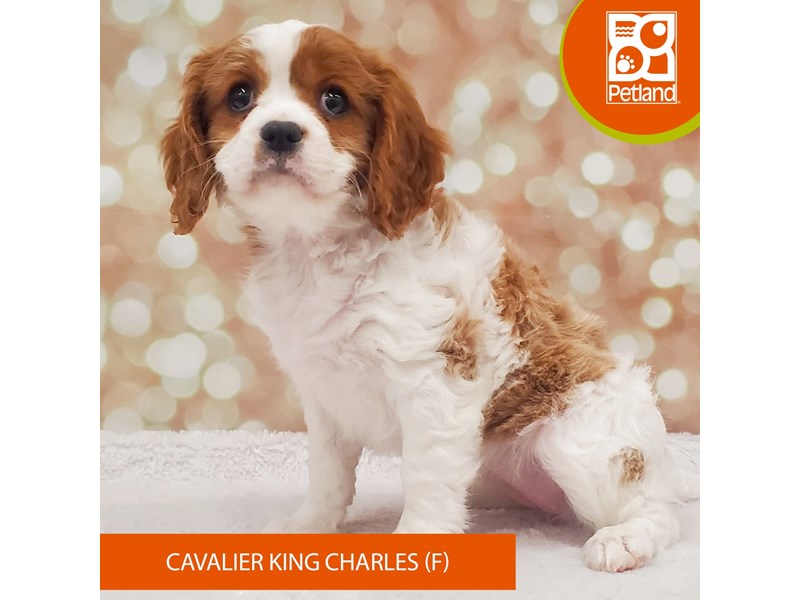 Cavalier King Charles Spaniel-Female-Blenheim-4099642-Petland Strongsville