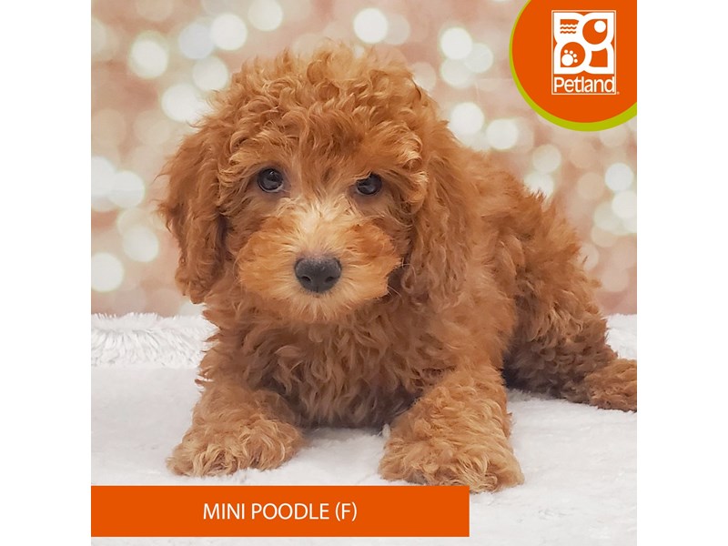Poodle Mini-Female-Red-4099628-Petland Strongsville