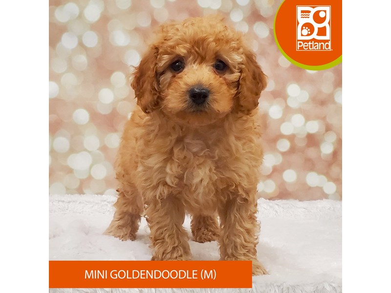 Goldendoodle Mini-DOG-Male-Red-4099647-Petland Strongsville