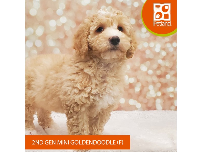 Goldendoodle Mini 2nd Gen-DOG-Female-Cream-4099623-Petland Strongsville