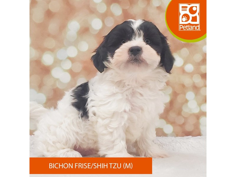Bichon Frise / Shih Tzu-DOG-Male-Black / White-4099633-Petland Strongsville