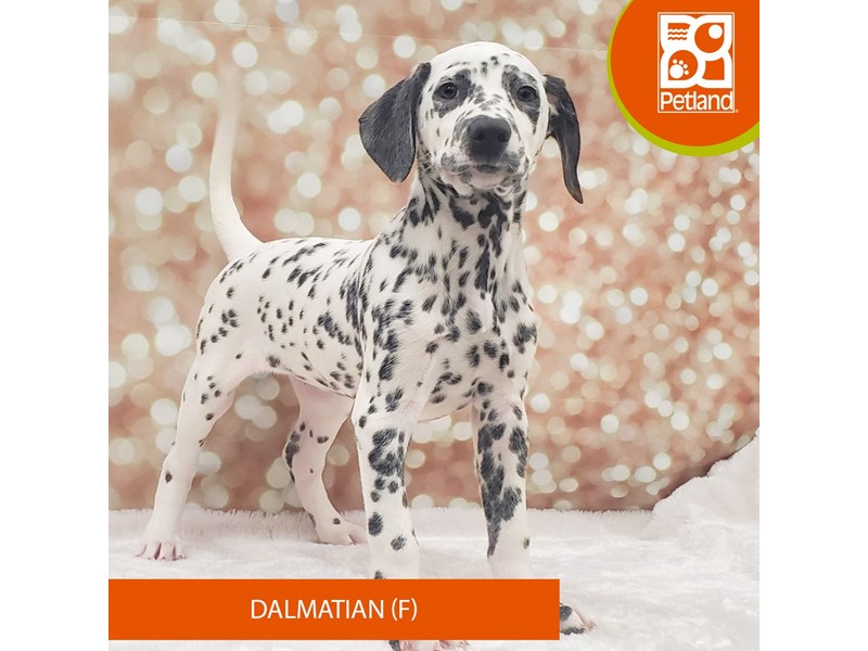 Dalmatian-Female-Black / White-4109537-Petland Strongsville