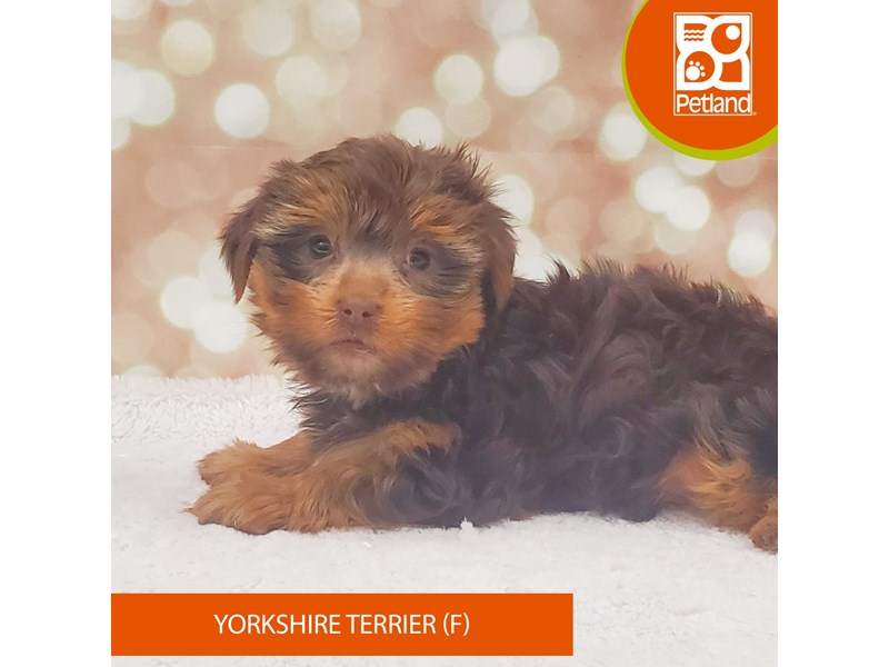 Yorkshire Terrier-Female-Chocolate / Tan-4110268-Petland Strongsville