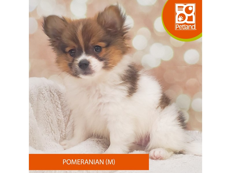 Pomeranian-Male-Sable / White-4110265-Petland Strongsville